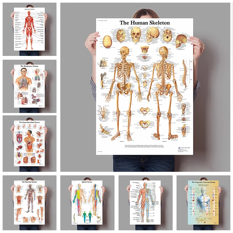Human Organs Brain Liver Heart - Badminton Poster 评论和价格