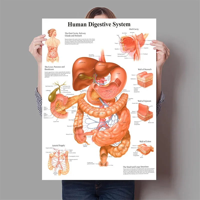 Human Organs Brain Liver Heart - Badminton Poster 评论和价格