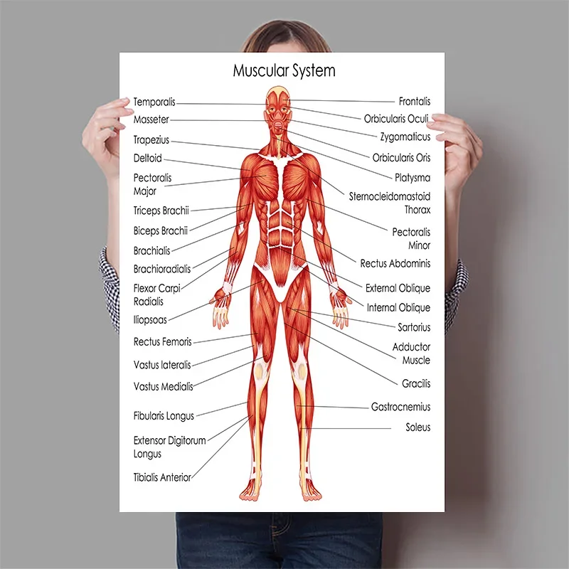 Human Organs Brain Liver Heart - Badminton Poster 评论和价格