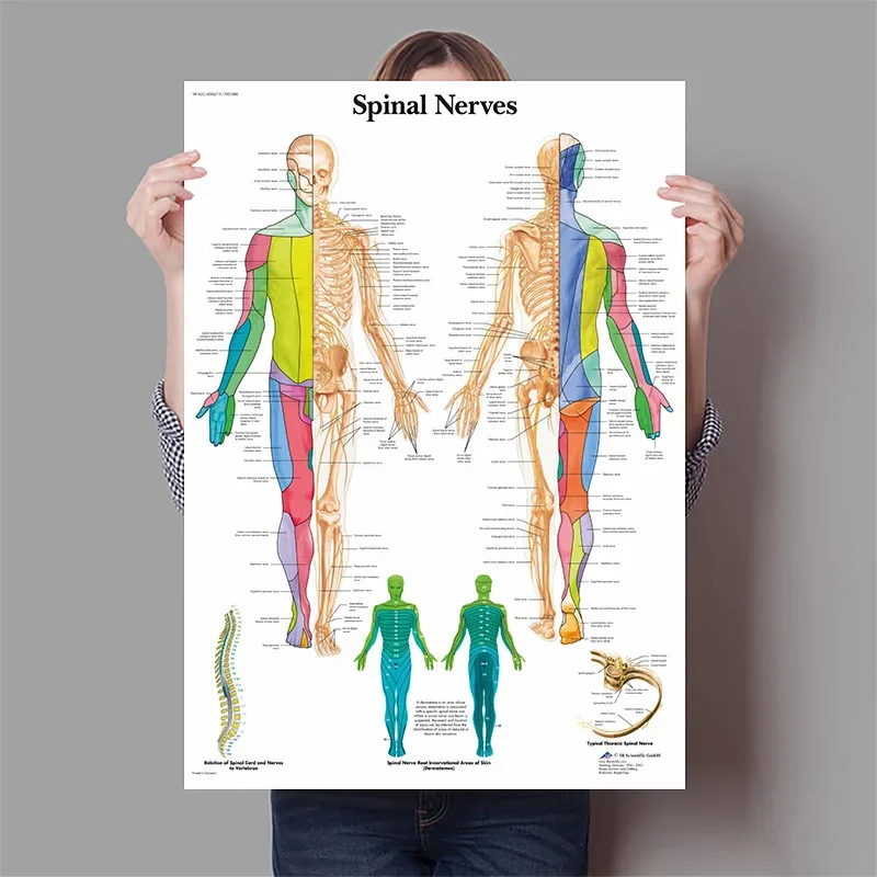 Human Organs Brain Liver Heart - Badminton Poster 评论和价格