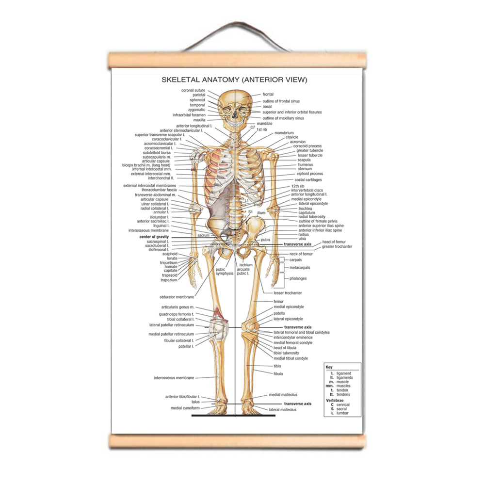 Human SKELETAL ANATOMY Posters - Badminton Poster 评论和价格