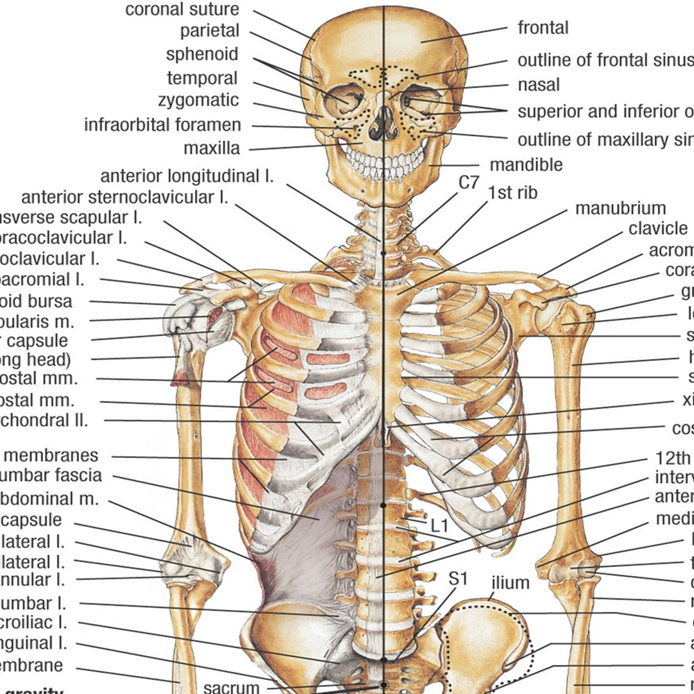 Human SKELETAL ANATOMY Posters - Badminton Poster 评论和价格