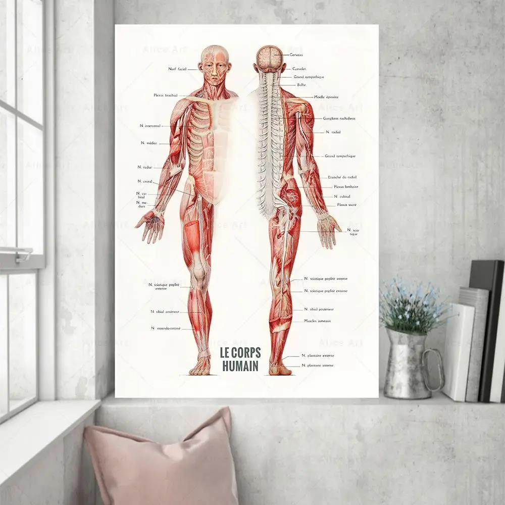 Human Muscle Bodybuilding Anat - Badminton Poster 评论和价格
