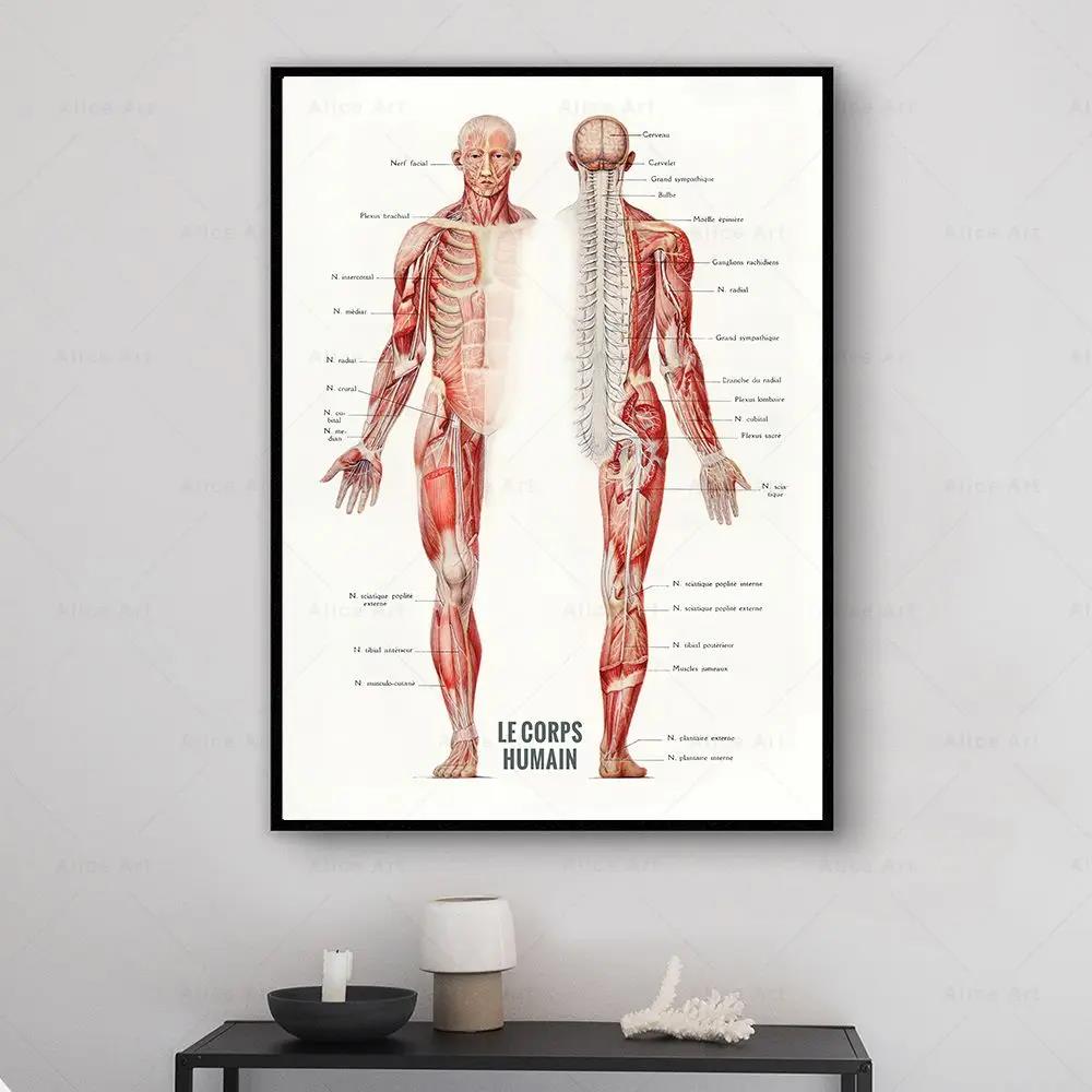 Human Muscle Bodybuilding Anat - Badminton Poster 评论和价格