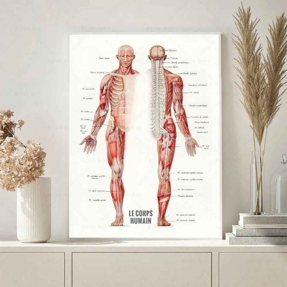 Human Muscle Bodybuilding Anat - Badminton Poster 评论和价格
