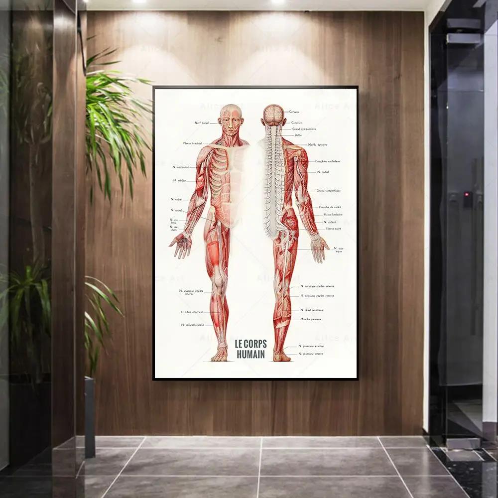 Human Muscle Bodybuilding Anat - Badminton Poster 评论和价格